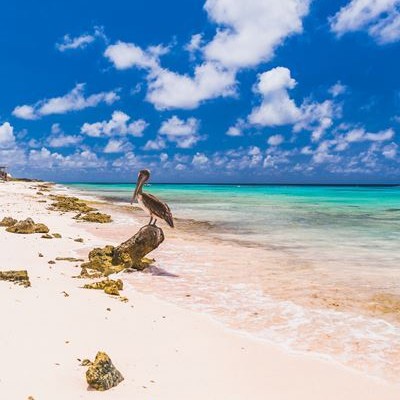 Trainer gezocht voor Bonaire